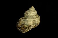 藏品(銀口蠑螺)的圖片